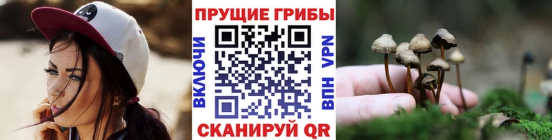 дарнет шоп  Темников  Псилоцибиновые грибы Magic Shrooms 